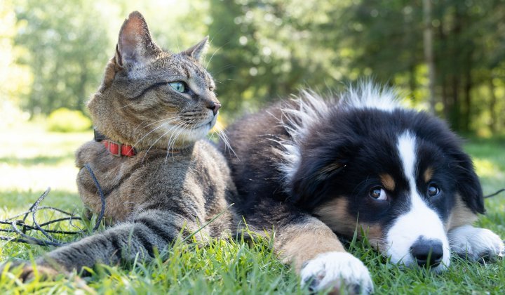 Barking Mad? The Rise of the Global Pet Economy